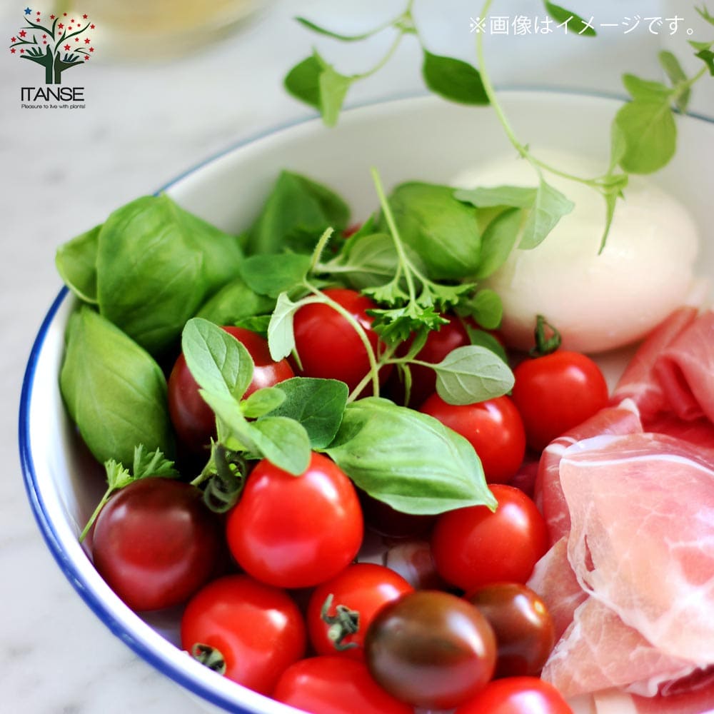 香りが良くて背が高くならない キッチン・スイートバジル 品種:矮性スイートバジル ジェコン【ハーブの苗 BN15cmポット苗】