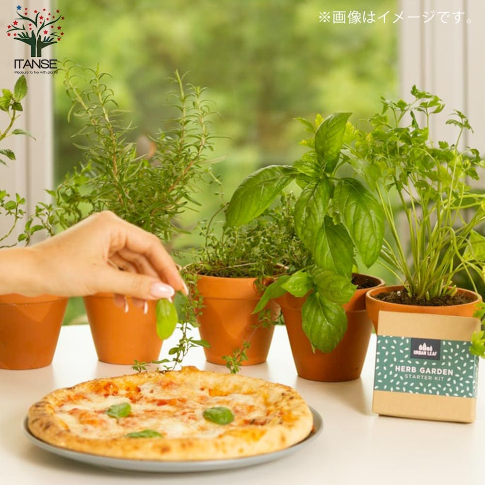 香りが良くて背が高くならない キッチン・スイートバジル 品種:矮性スイートバジル ジェコン【ハーブの苗 BN15cmポット苗】