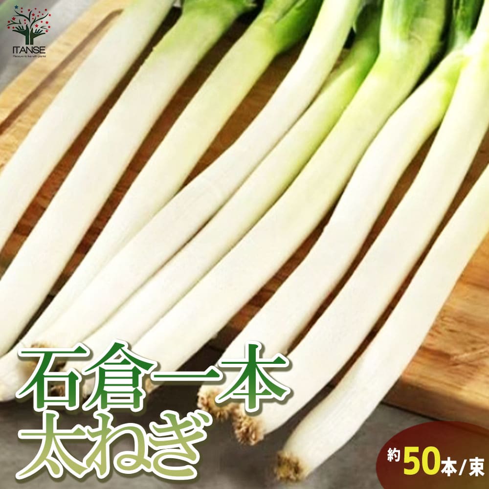 ねぎ抜き苗 品種：石倉一本太ねぎ【野菜の苗 約50本(50本/束) 抜き苗】