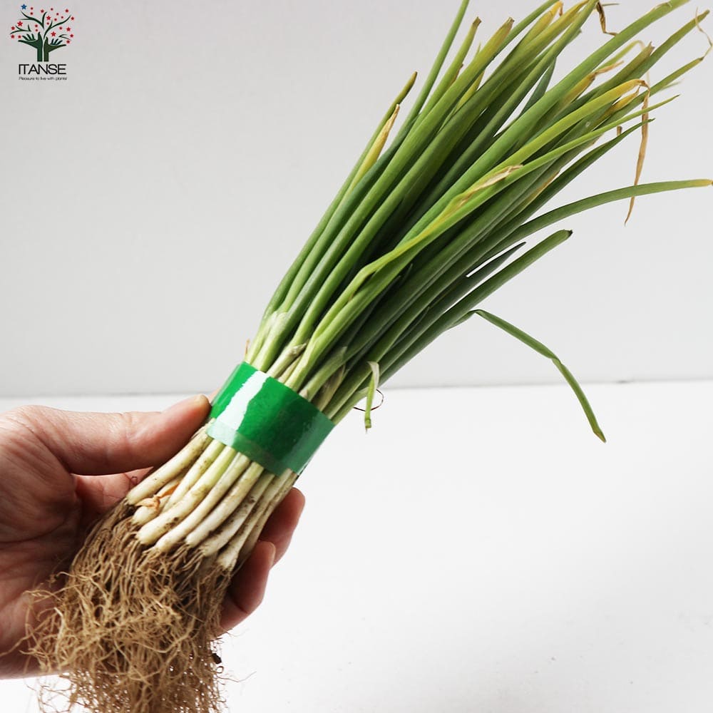 ねぎ抜き苗 品種：石倉一本太ねぎ【野菜の苗 約50本(50本/束) 抜き苗