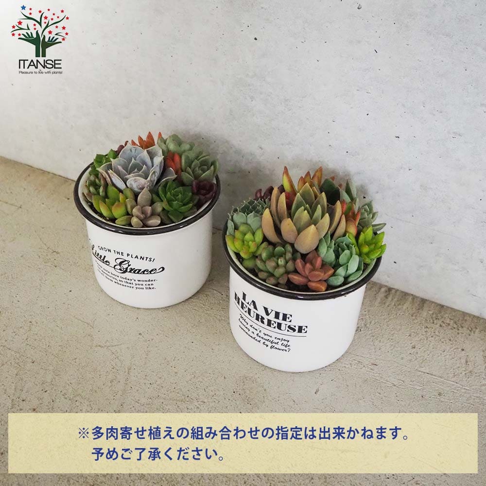 多肉寄植 カップ型陶器鉢【多肉植物 3.5号】｜ 【植物のITANSE