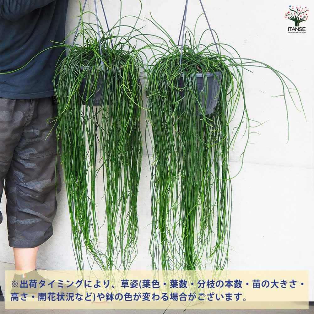 リプサリス　プニセオディスクス　5号　吊り鉢 園芸ネット本店｜リプサリス：プニセオディスカス 5号吊り鉢 の通販