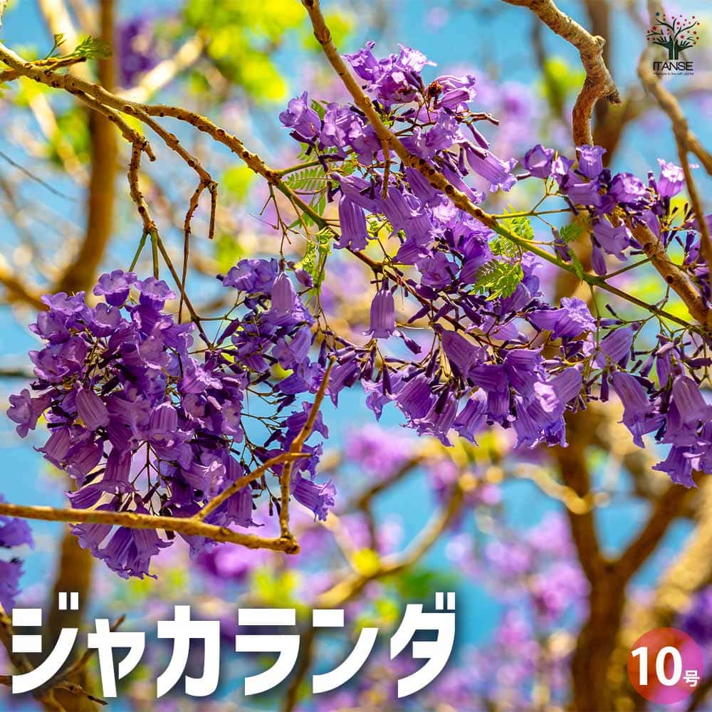 ジャカランダ(ジャカランタ) 【観葉植物 10号鉢／1個売り】