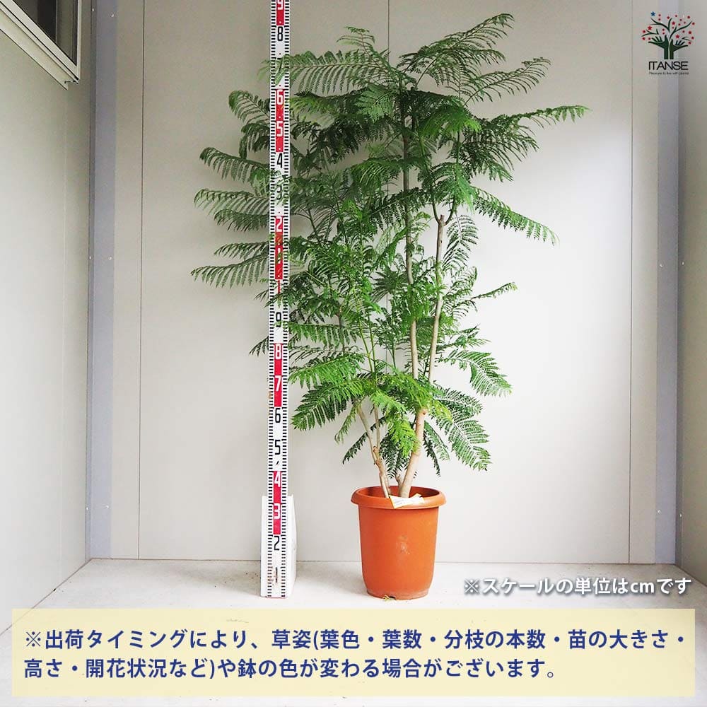 ジャカランダ(ジャカランタ) 【観葉植物 10号鉢／1個売り】