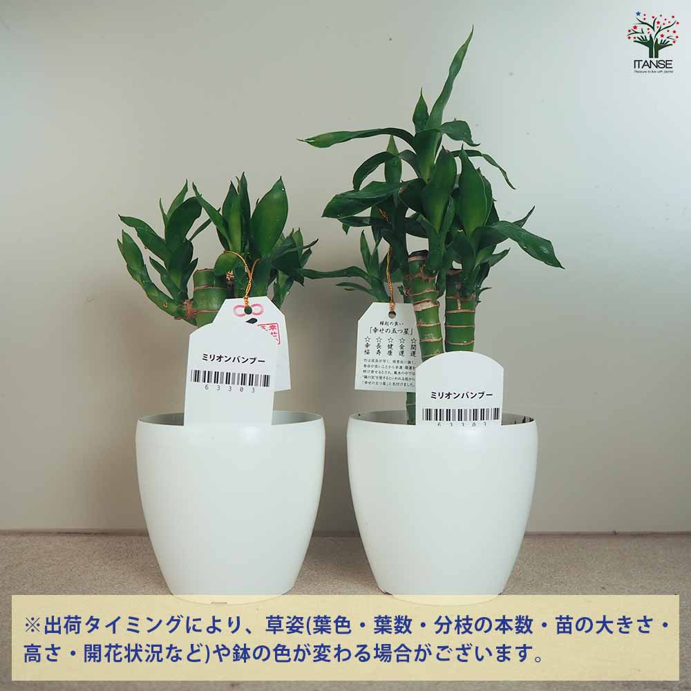 ミリオンバンブーご確認用