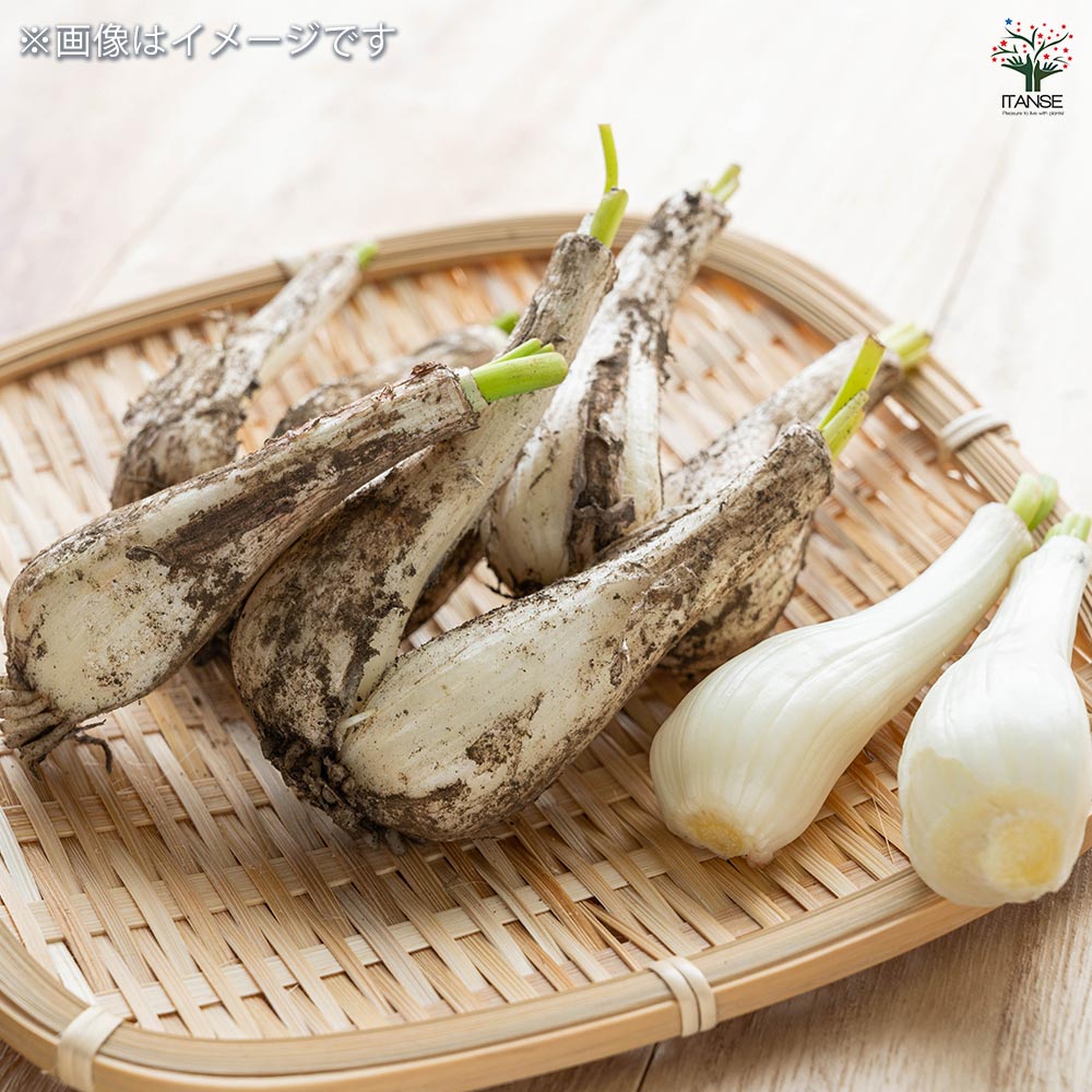 らっきょう 種球根【ネット詰め野菜球根 充填時200g／1袋】