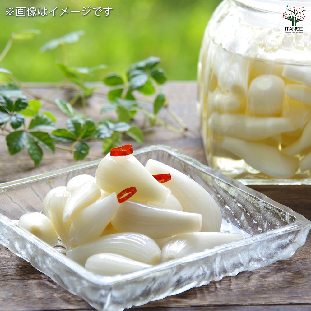 らっきょう 種球根【ネット詰め野菜球根 充填時200g／1袋】