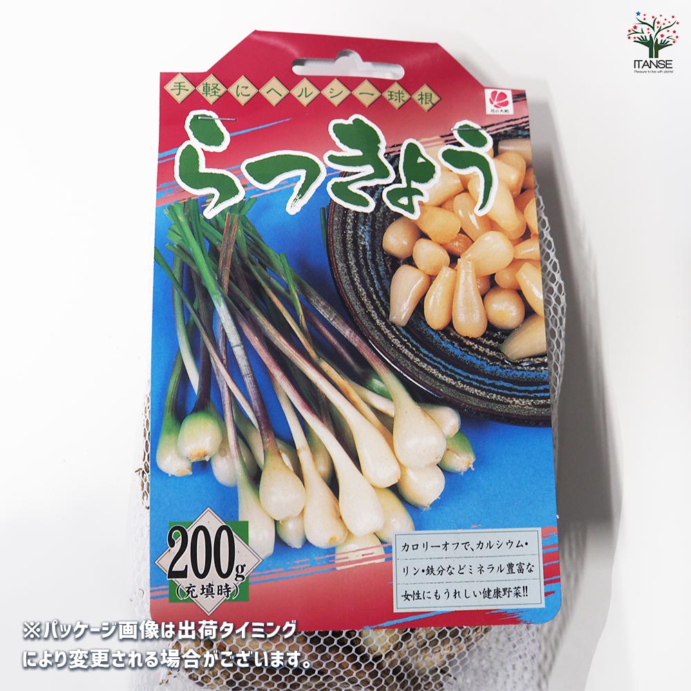 らっきょう 種球根【ネット詰め野菜球根 充填時200g／1袋】