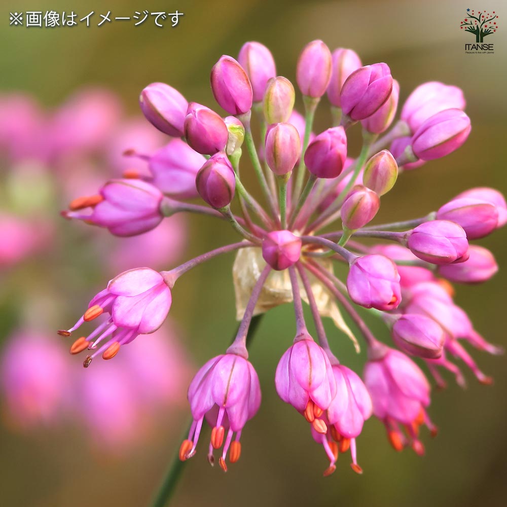 らっきょう 種球根【ネット詰め野菜球根 充填時200g／1袋】