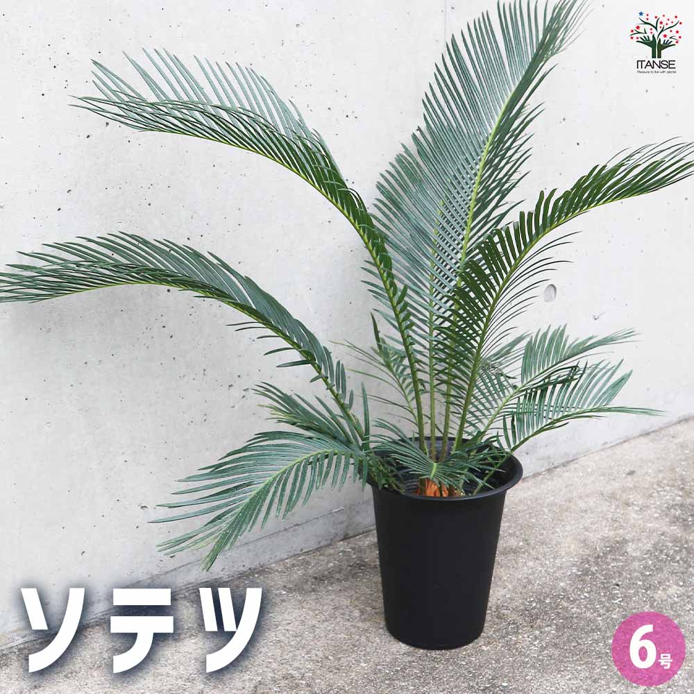 ソテツ 【観葉植物 6号/1個売り】