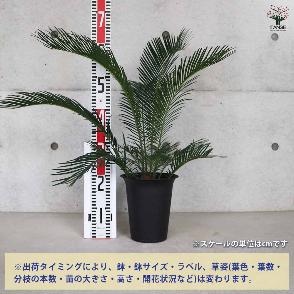 ソテツ 【観葉植物 6号/1個売り】