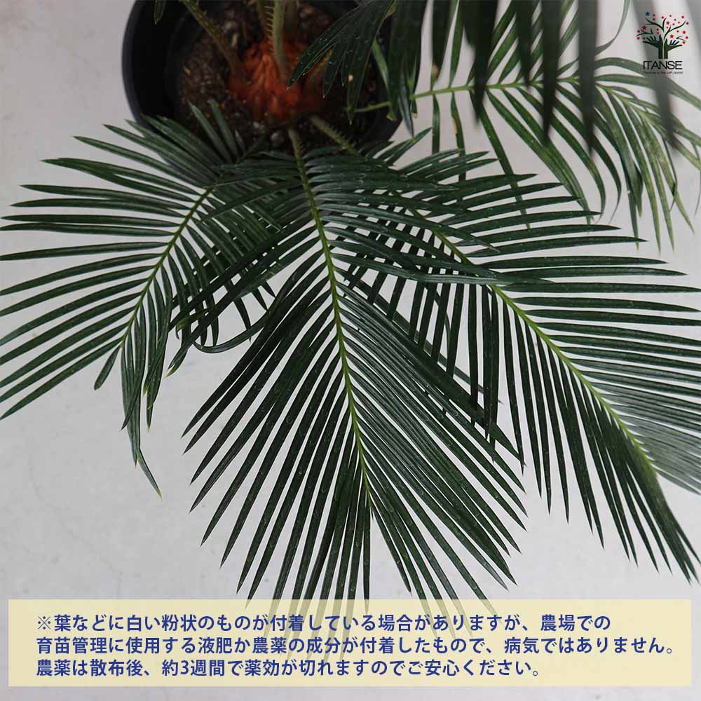ソテツ 【観葉植物 6号/1個売り】