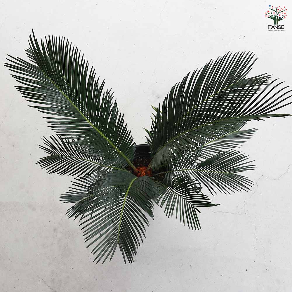 ソテツ 【観葉植物 6号/1個売り】