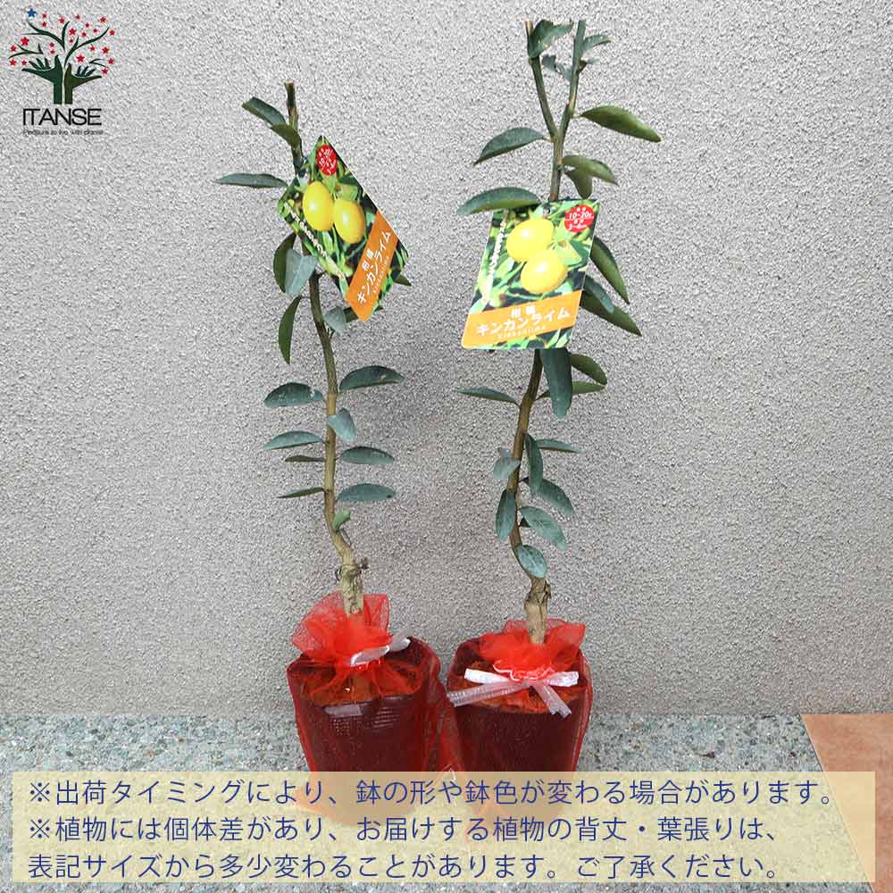柑橘2種セット　キンカンライム　赤レモン　接木苗 柑橘2種セット キンカンライム 赤レモン 接木苗 Amazon.co.jp