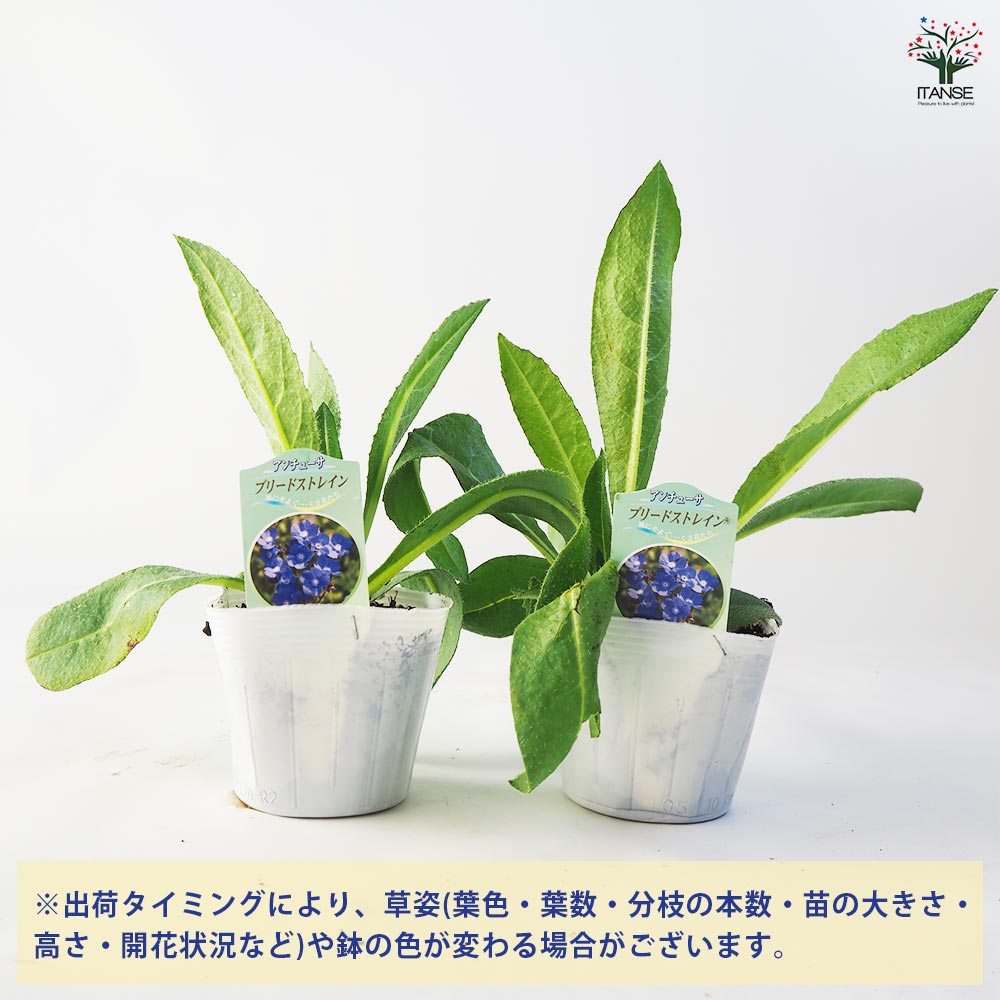 アンチューサ プリードストレイン 【花苗 3.5号】｜ 【植物の