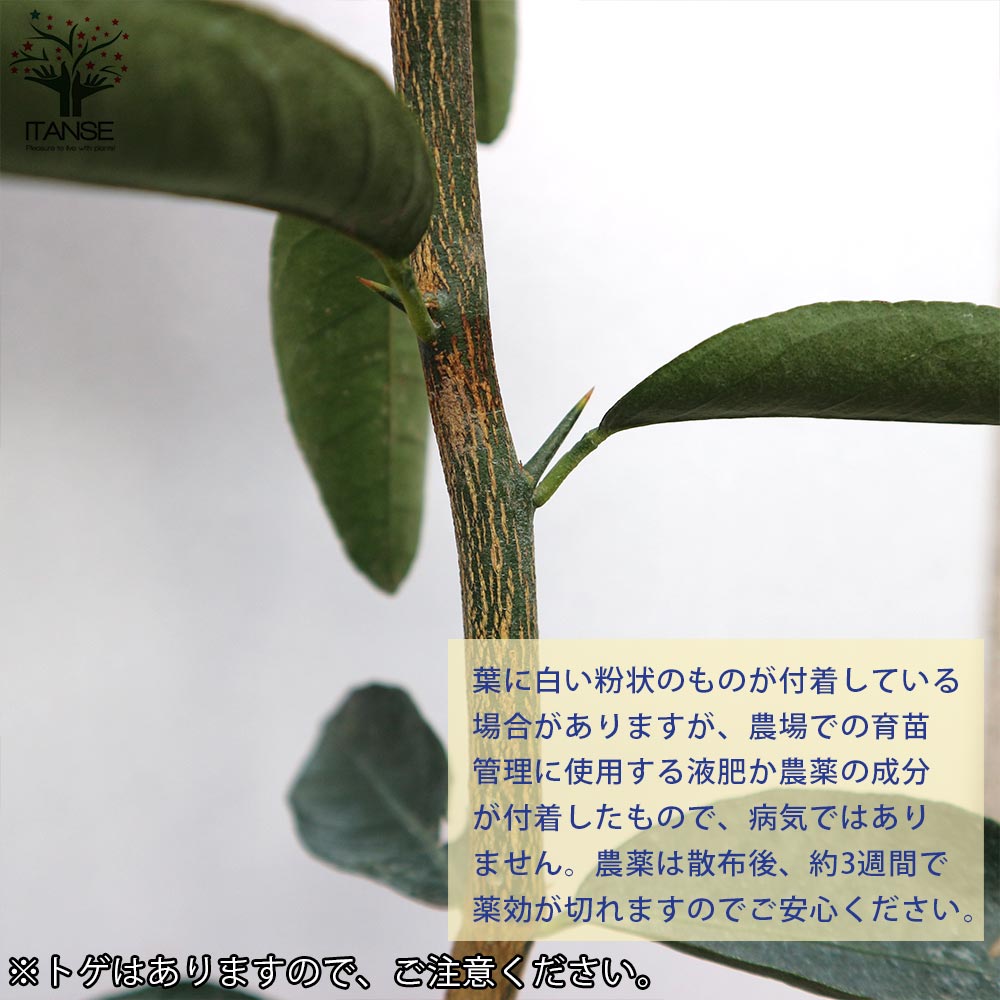  キンカンライム【果樹の苗木 5号ポット 1年生 接木苗／1個売り】