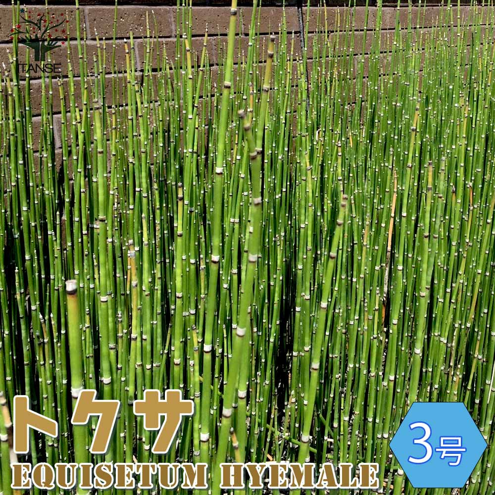 トクサ 砥草【観葉植物 9cm】