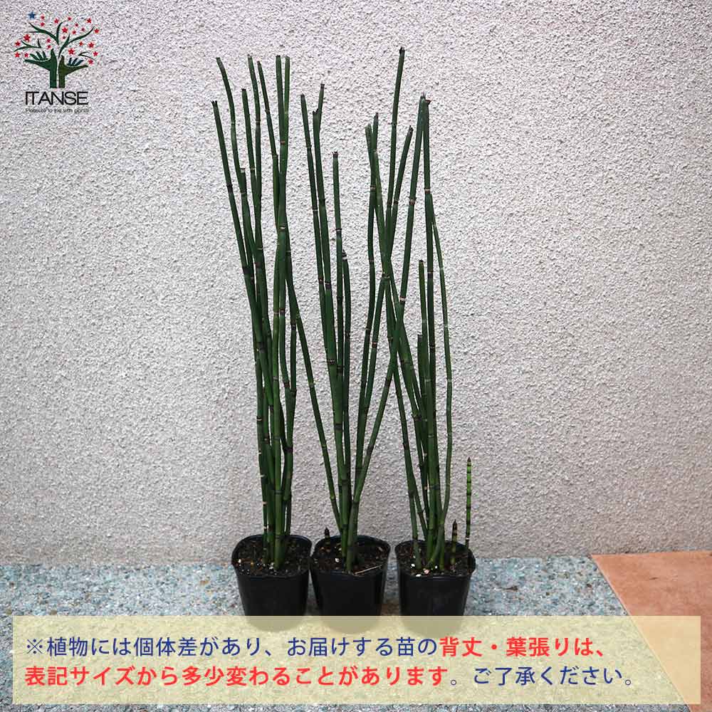 トクサ 砥草【観葉植物 9cm】