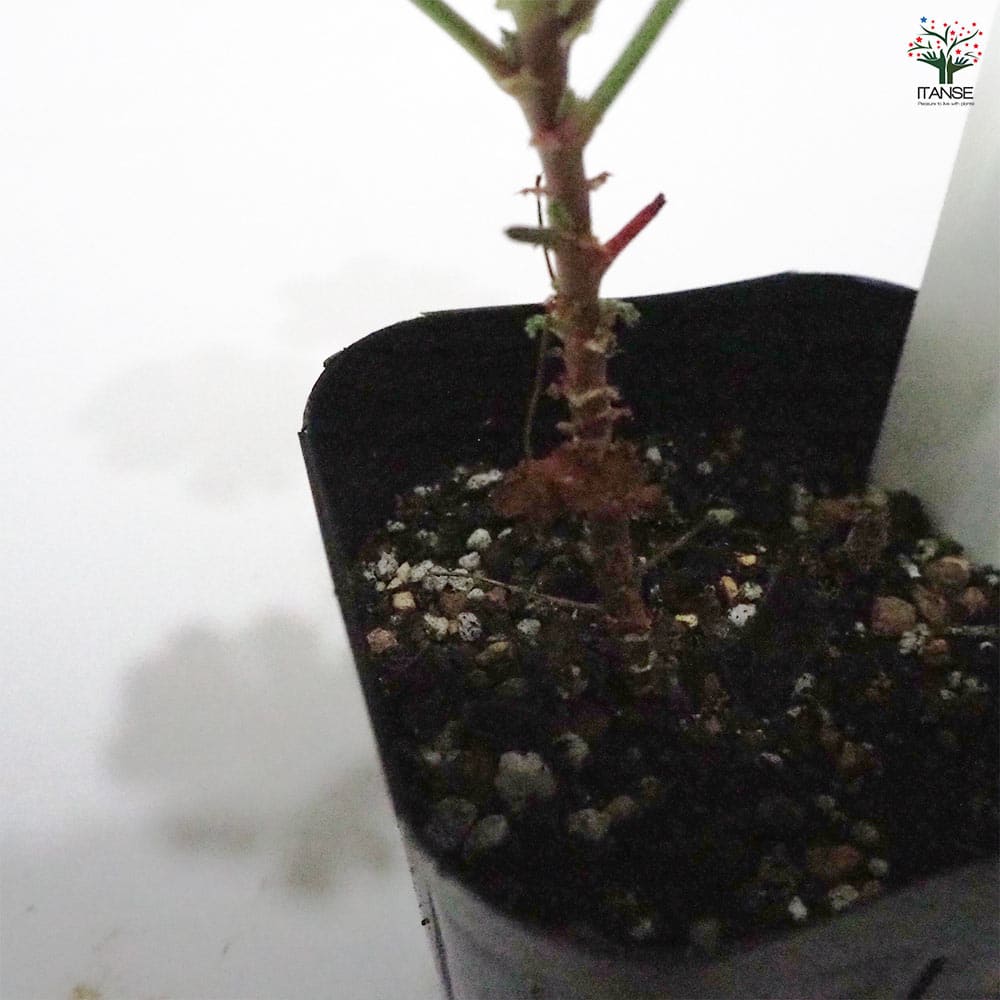 ゼラニウム アプリコット 【ハーブの苗 9cmポット】｜ 【植物の