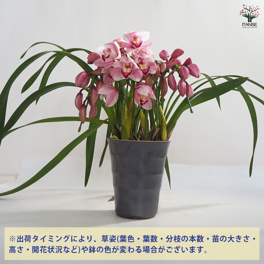 テーブルシンビジウム スイートシャワー リトルキャンディ 【花苗 5号鉢／1個売り】