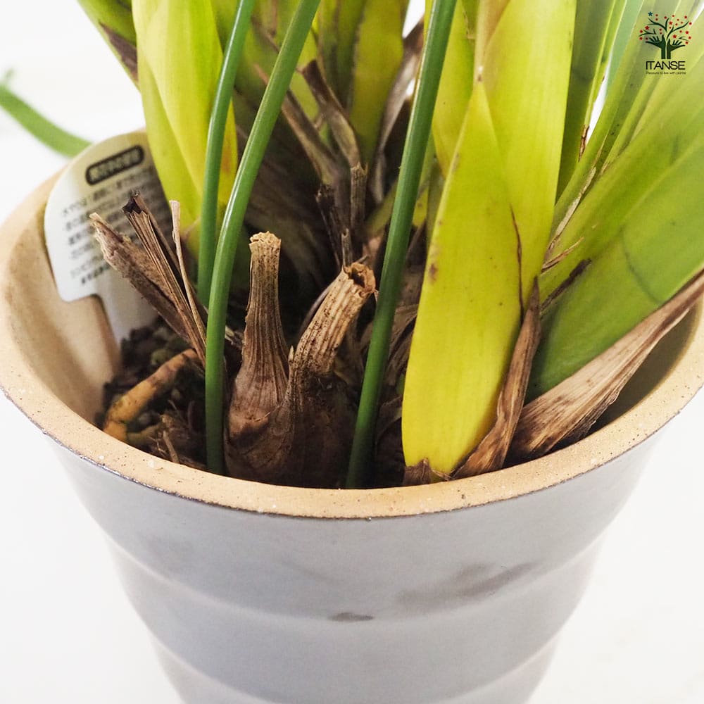 テーブルシンビジウム スイートシャワー リトルキャンディ 【花苗 5号鉢／1個売り】