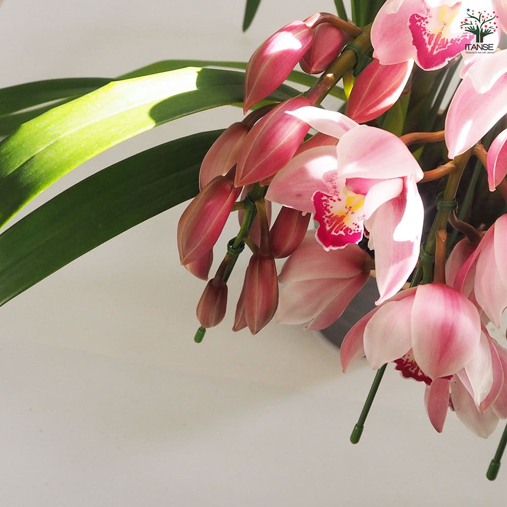 テーブルシンビジウム スイートシャワー リトルキャンディ 【花苗 5号鉢／1個売り】