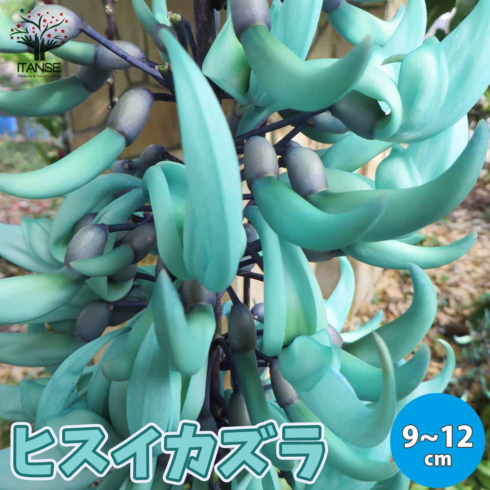 ヒスイカズラの苗 翡翠葛