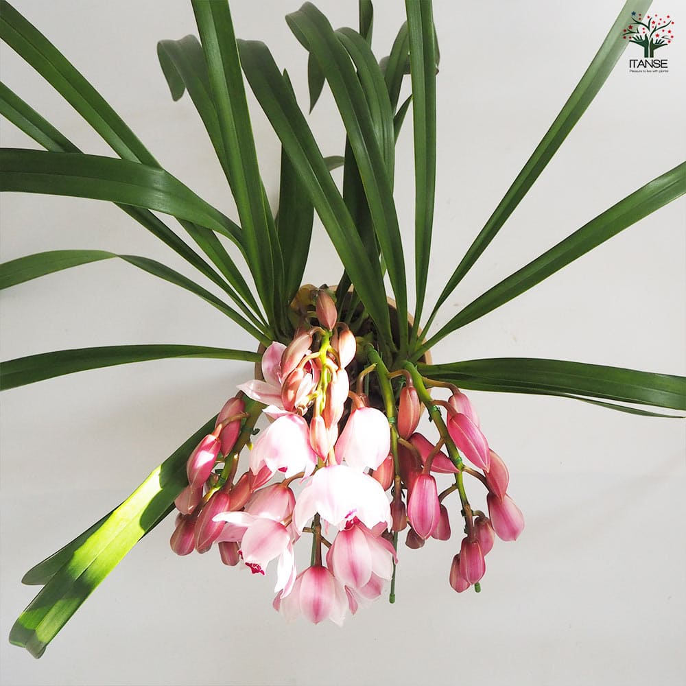 テーブルシンビジウム スイートシャワー リトルキャンディ 【花苗 5号鉢／1個売り】