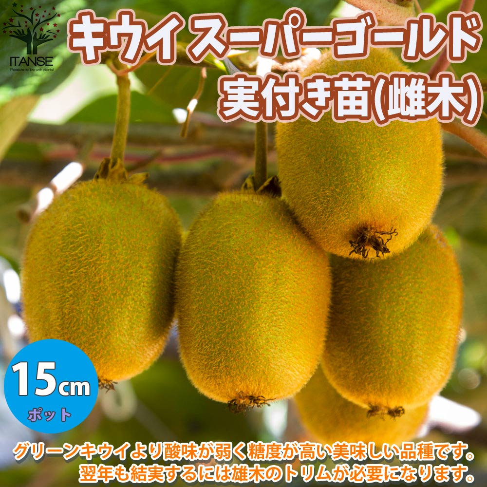 実付きキウイの苗木 雌木 スーパーゴールド (翌年も結実するには雄木