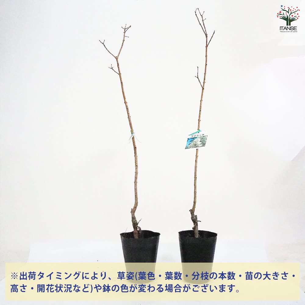 ライラック/白花【現品発送】管理70907 ライラック 白花 【花木苗 4号／1個売り】｜ 【植物のITANSE