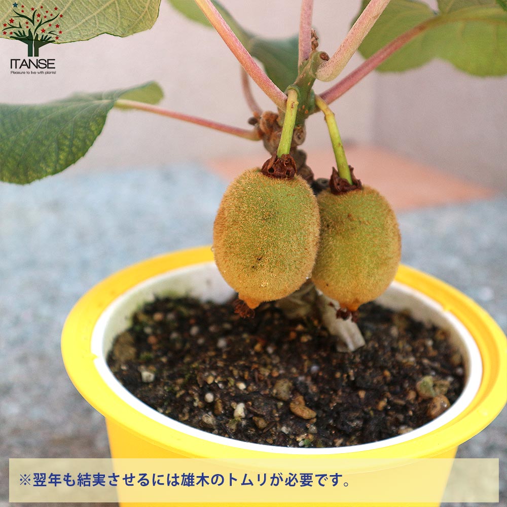 キウイの苗木 雌木 スーパーゴールド 【果樹の苗木 5号鉢／1個売り