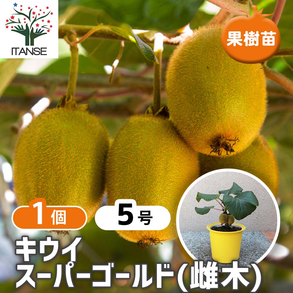 キウイの苗木 雌木 スーパーゴールド 【果樹の苗木 5号鉢／1個売り