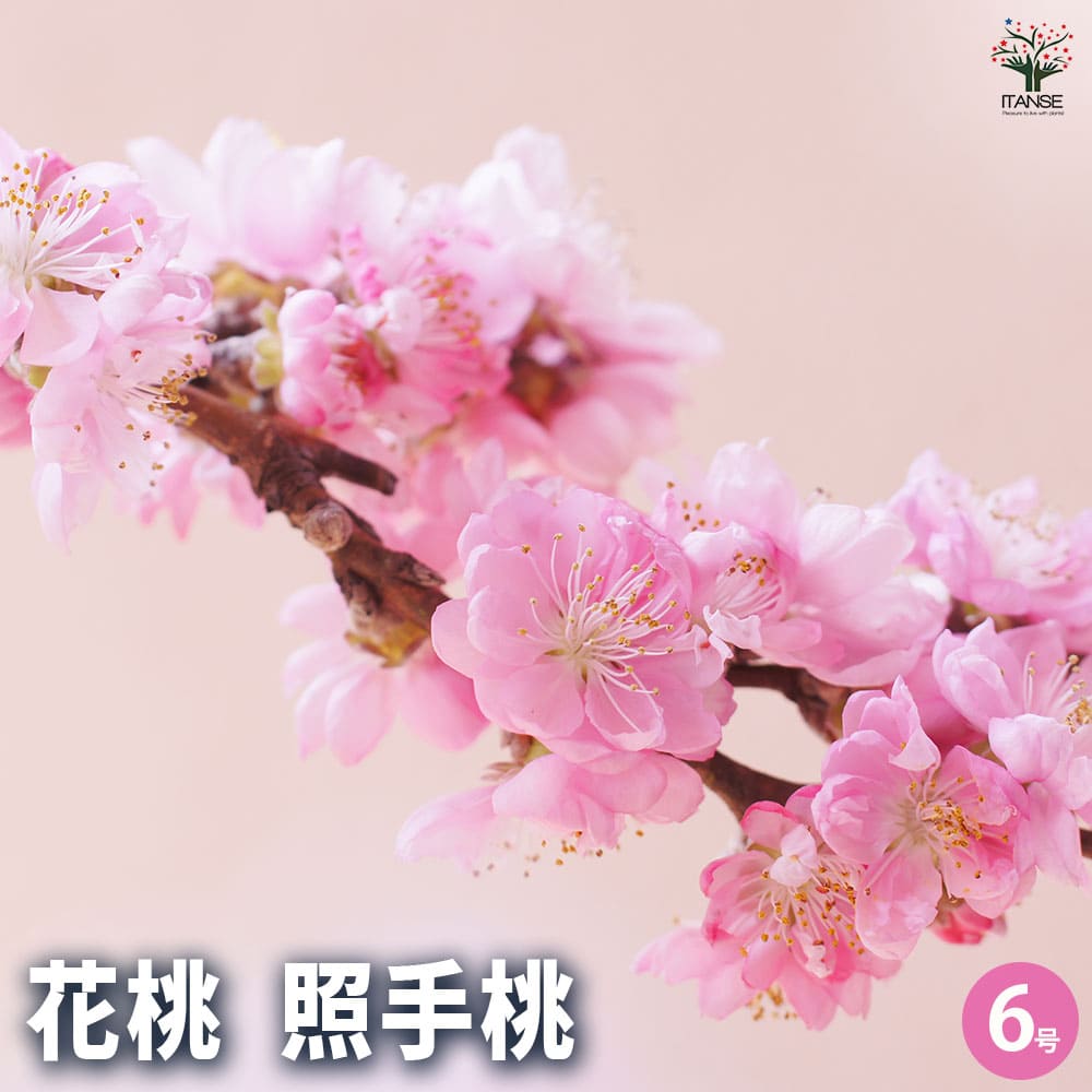 花桃の苗木 照手姫 桃 【花木苗 6号／1個売り】｜ 【植物の