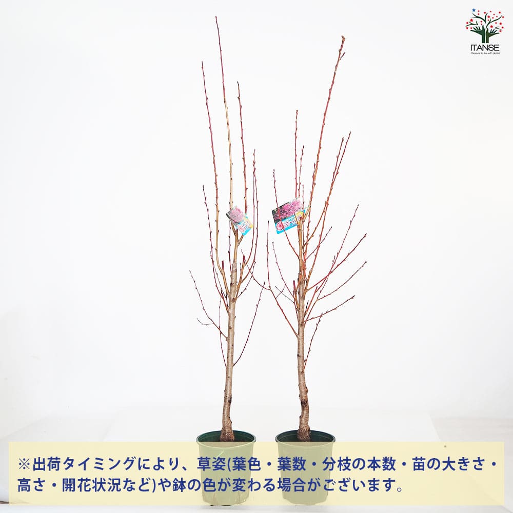 花桃の苗木 照手姫 桃 【花木苗 6号／1個売り】｜ 【植物の