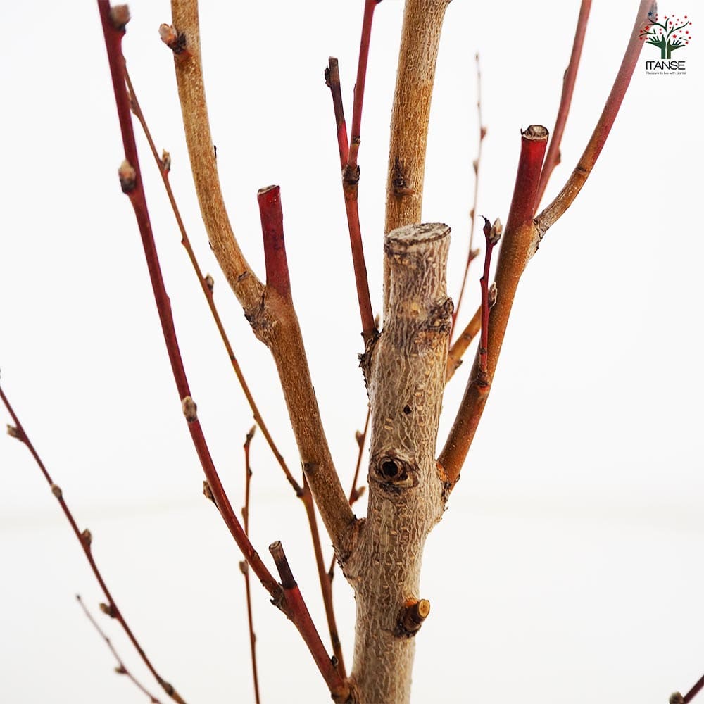 花桃の苗木 照手姫 桃 【花木苗 6号／1個売り】｜ 【植物の