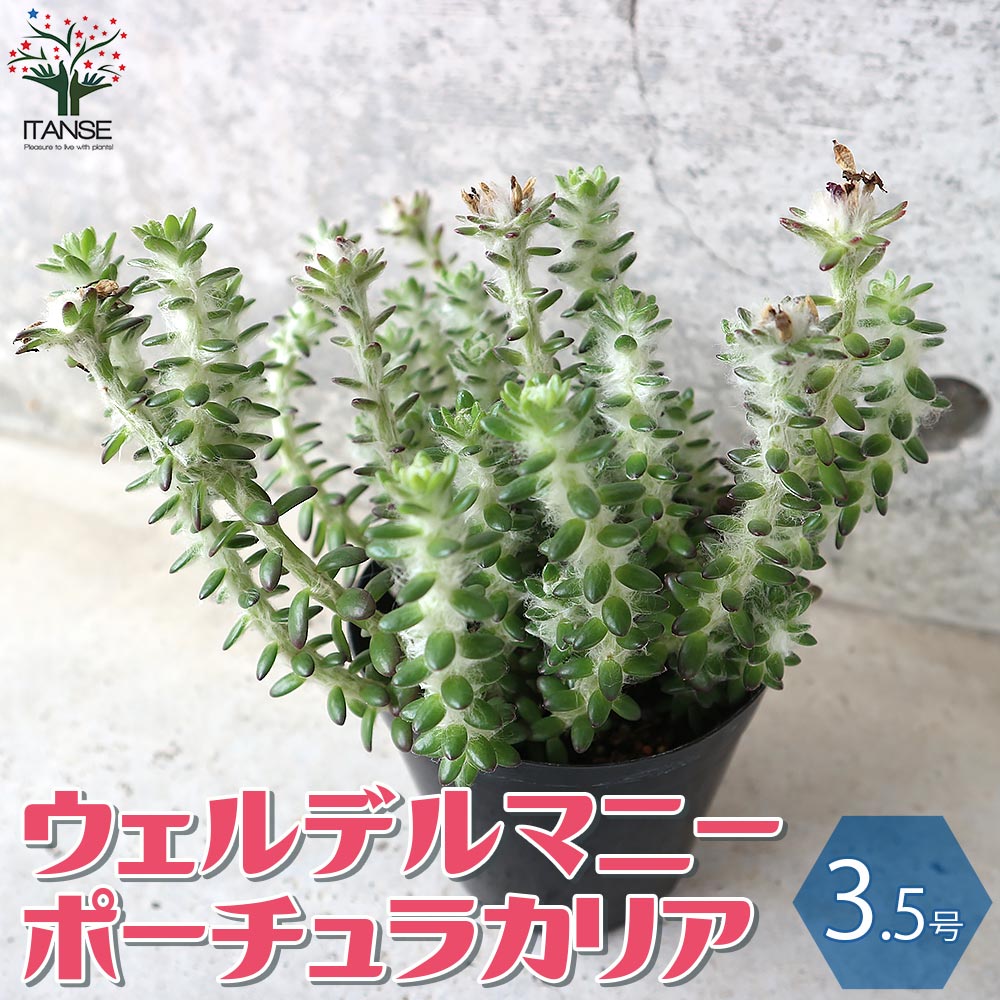 ウェルデルマニー ポーチュラカリア 【多肉植物 3.5号ポット／1個売り】