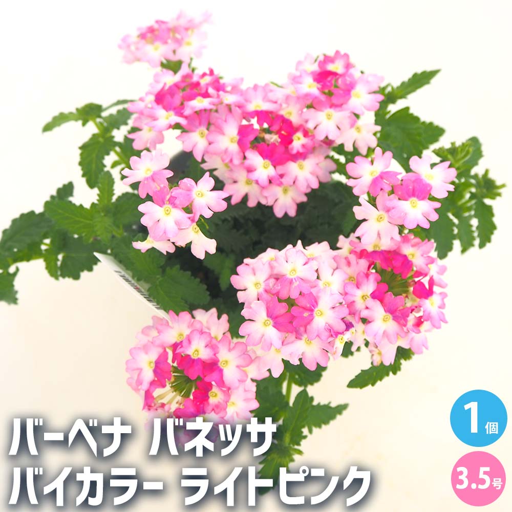 栄養系バーベナ バネッサ バイカラー ライトピンク 【花苗 3.5号