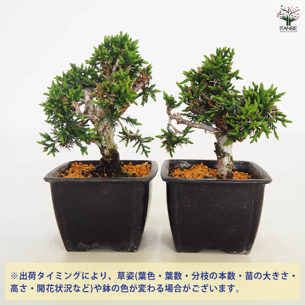 シンパク 【盆栽 3号】｜ 【植物のITANSE】全品送料無料