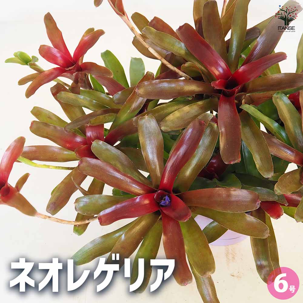 ネオレゲリア　ウィルソニアナ　ブラックフォーム　希少種 ネオレゲリア ウィルソニアナ ブラックフォーム 希少種