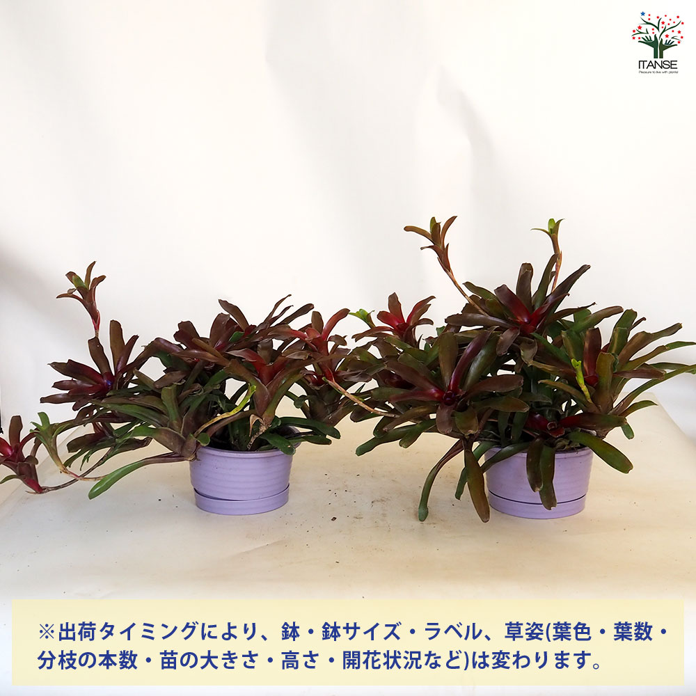 ネオレゲリア　ウィルソニアナ　ブラックフォーム　希少種 fit=scale-down,w=1200