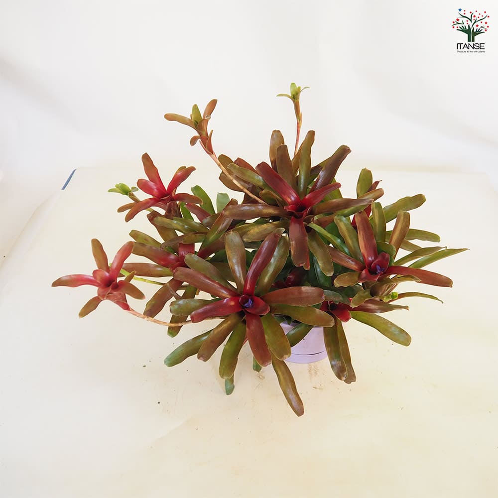 ネオレゲリア 【観葉植物 6号／1個売り】｜ 【植物のITANSE