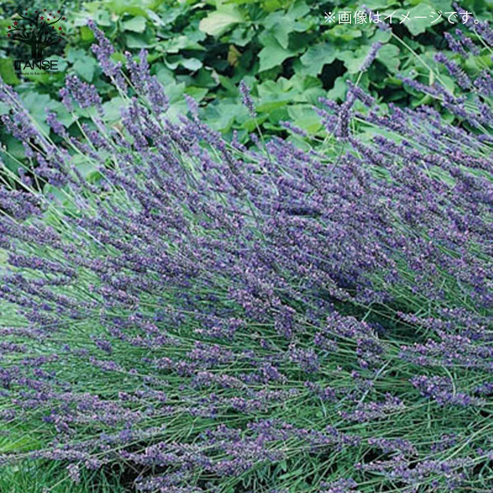 ラベンダーの苗 ラバンジン グロッソ 【ハーブの苗 8号鉢 大苗／1個