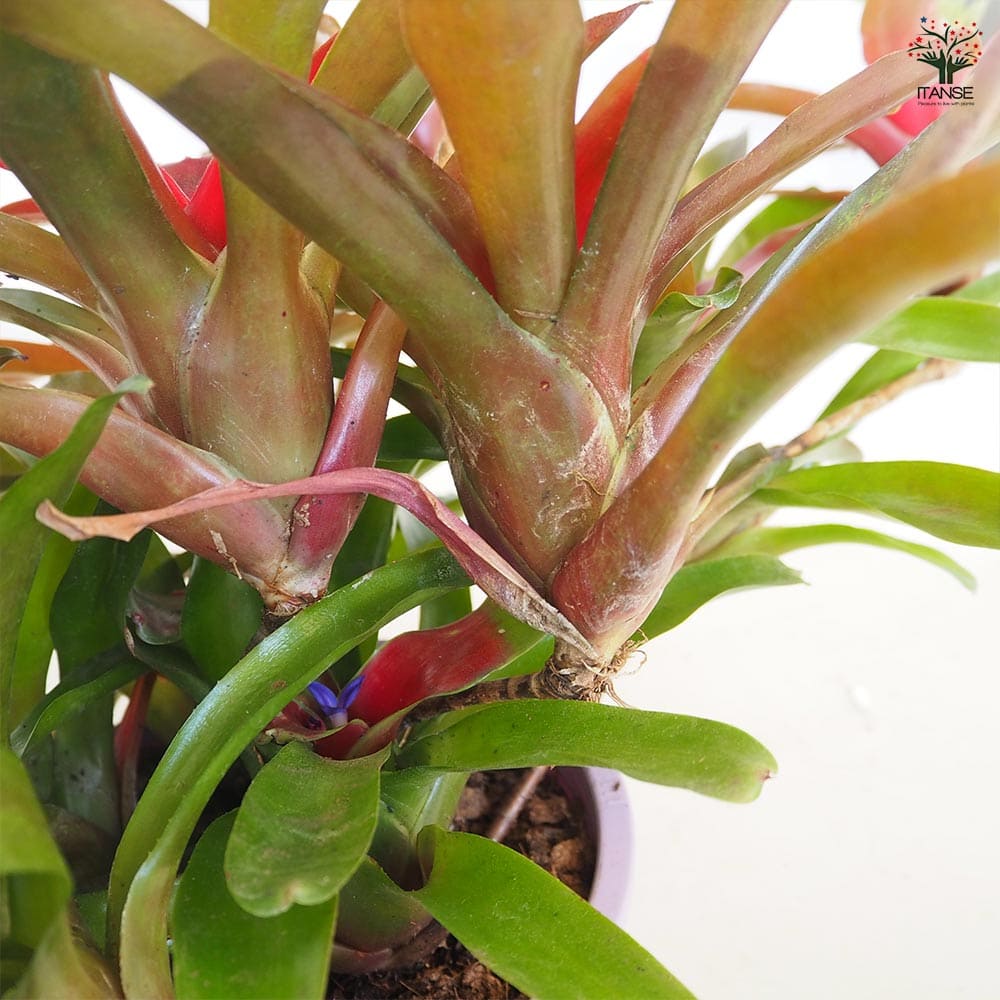 ネオレゲリア 【観葉植物 6号／1個売り】｜ 【植物のITANSE