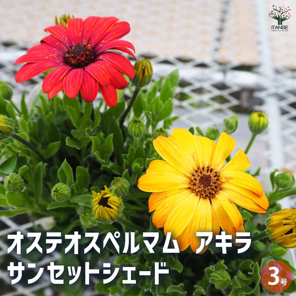 オステオスペルマム アキラ サンセットシェード 【花苗 3号