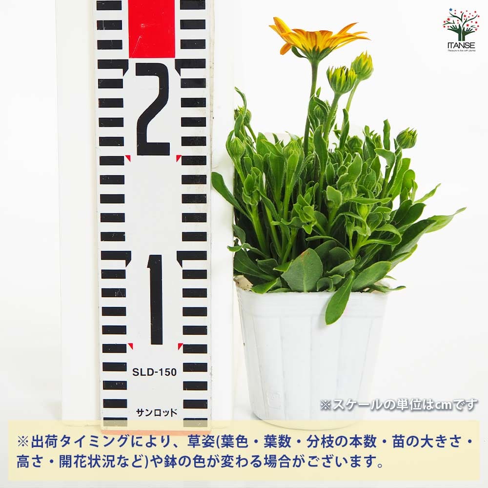 オステオスペルマム アキラ サンセットシェード 【花苗 3号】