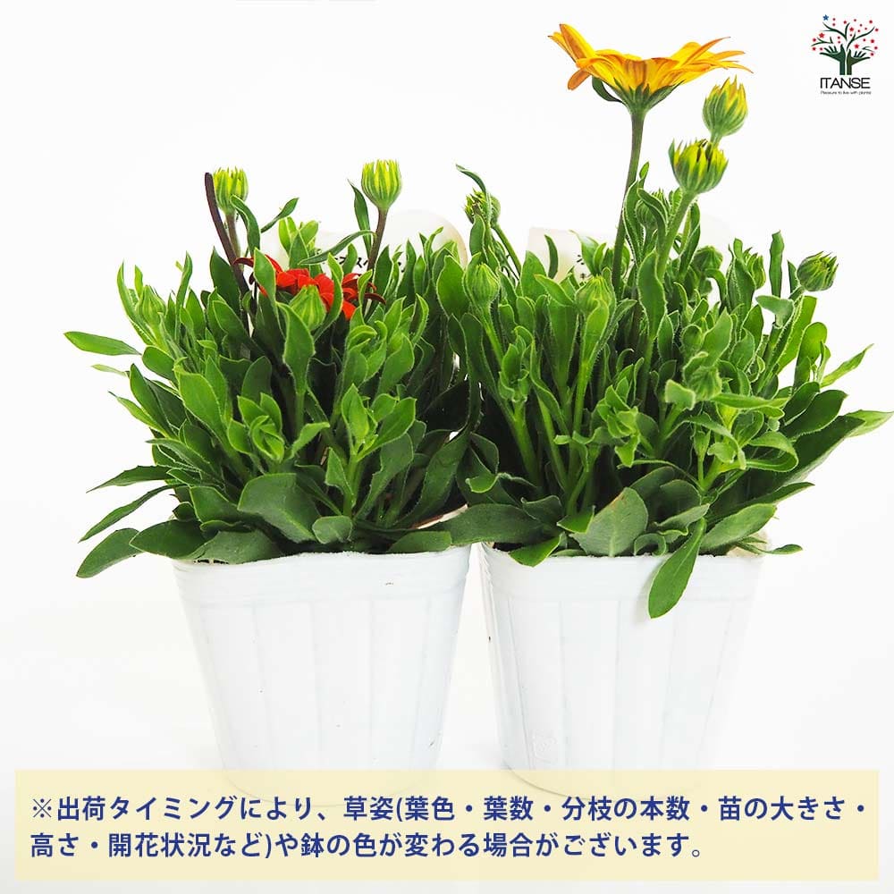 オステオスペルマム アキラ サンセットシェード 【花苗 3号