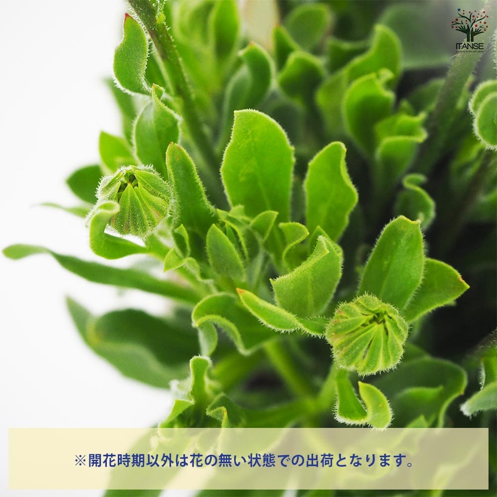 オステオスペルマム アキラ サンセットシェード 【花苗 3号】