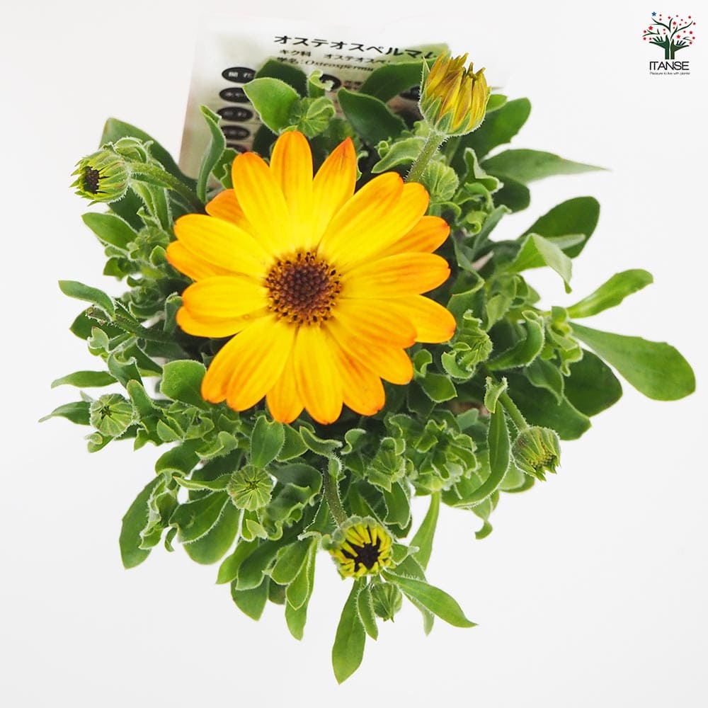 オステオスペルマム アキラ サンセットシェード 【花苗 3号】