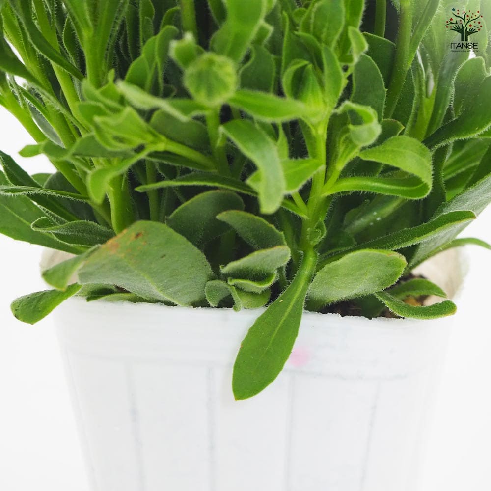 花山椒　150グラム♡　葉っぱ50グラムのおまけ付き！ 花山椒 150グラム♡ 葉っぱ50グラムのおまけ付き！