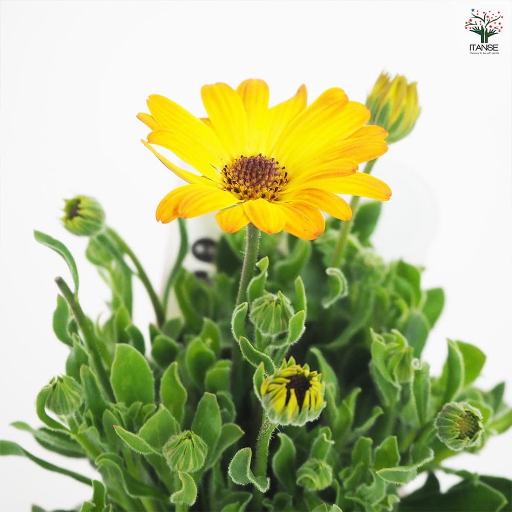 オステオスペルマム アキラ サンセットシェード 【花苗 3号】